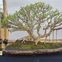 Inspirasi Bonsai Kimeng Formal